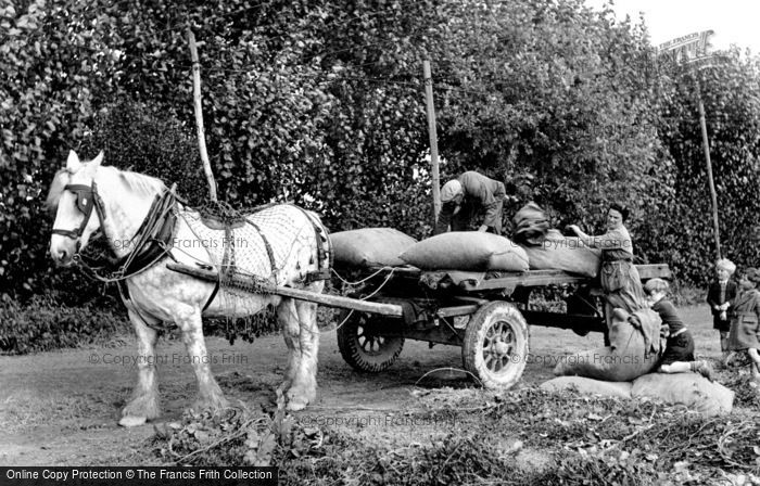 Photo of Paddock Wood, Loading Hops For The Oast Houses 1950