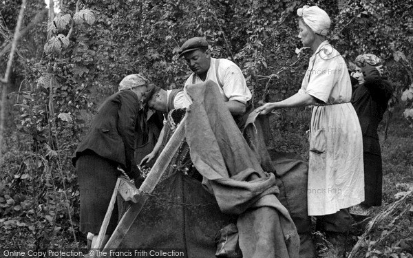 Photo of Paddock Wood, Measuring The Hops c.1950