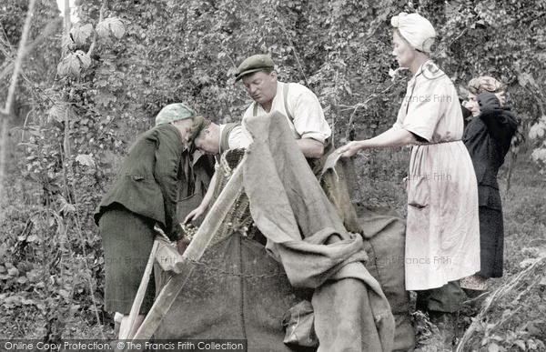 Photo of Paddock Wood, Measuring The Hops c.1950