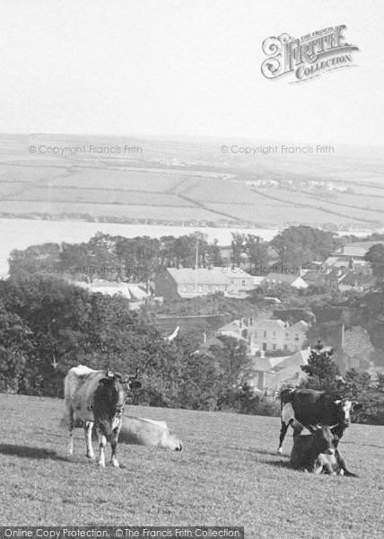 Photo of Padstow, Cows At Deer Park c.1900