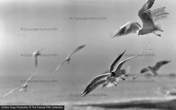 Photo of Padstow, Seagulls c.1931
