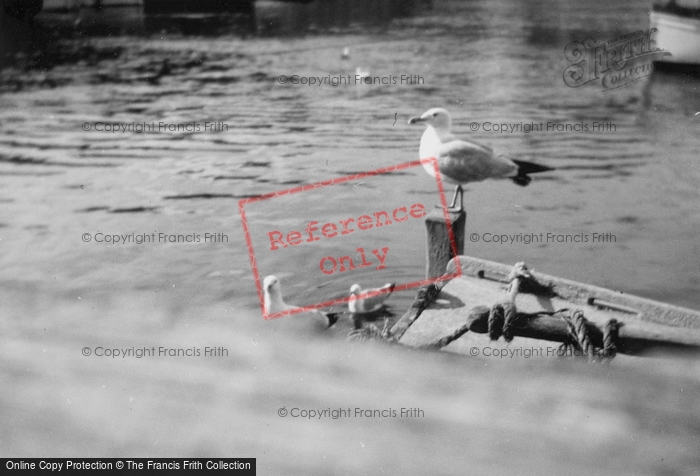 Photo of Padstow, Seagulls c.1935