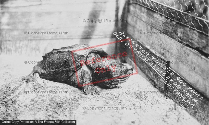 Photo of Palm Beach, Lantana Ostrich And Alligator Farm Zoo, Alligator Snapping Turtle c.1920