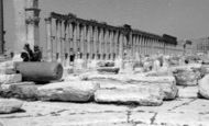 Palmyra photo