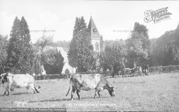 Photo of Pantasaph, Cattle By St David's Church c.1935