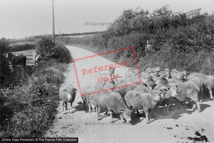 Photo of Parracombe, Sheep On Heddon's Mouth Road 1907