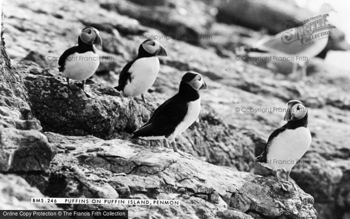 Photo of Penmon, Puffins On Puffin Island c.1950