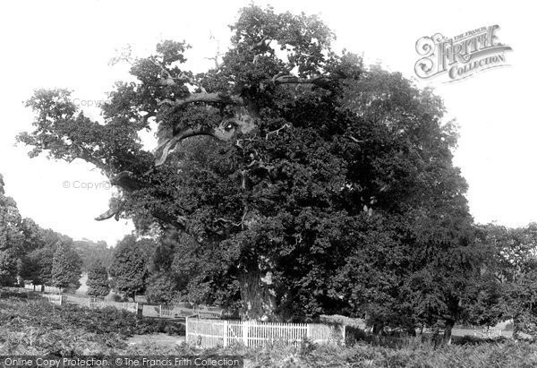 Photo of Penshurst, The Park, The Sidney Oak 1891