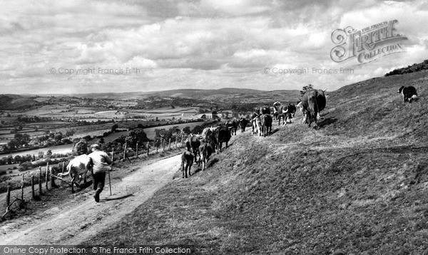Photo of Penybont, Driving Cattle On The Hill c.1955