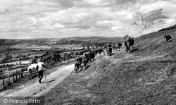 Driving Cattle On The Hill c.1955, Penybont