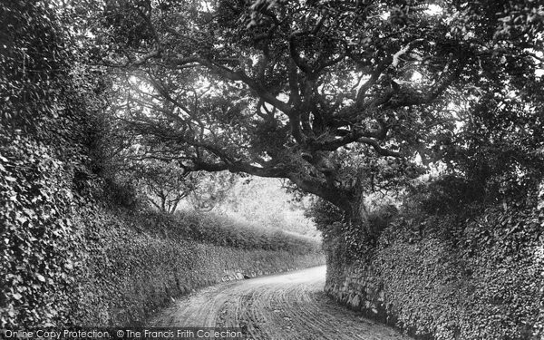 Photo of Penzance, Last Oak In England 1906