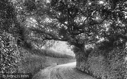 Last Oak In England 1906, Penzance