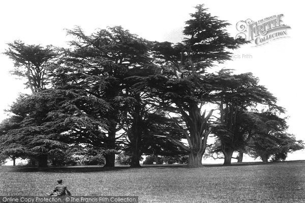 Photo of Peper Harow, The Park 1907