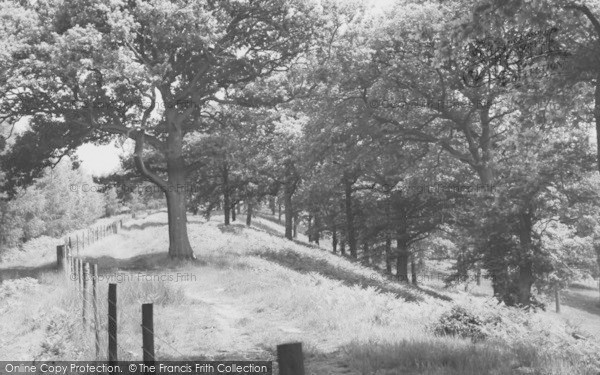 Photo of Pillowell, Oak Tree Wood c.1965