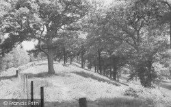 Oak Tree Wood c.1965, Pillowell