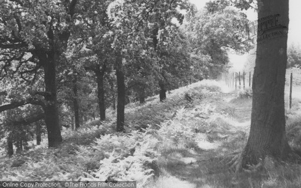 Photo of Pillowell, Oak Tree Wood c.1965