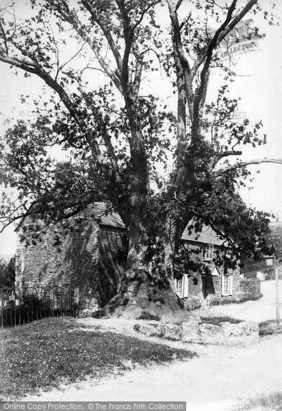 Photo of Plymouth, Tamerton Foliot, The Fatal Oak 1908
