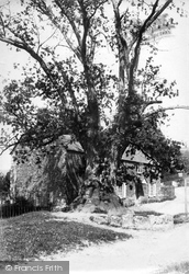 Tamerton Foliot, The Fatal Oak 1908, Plymouth