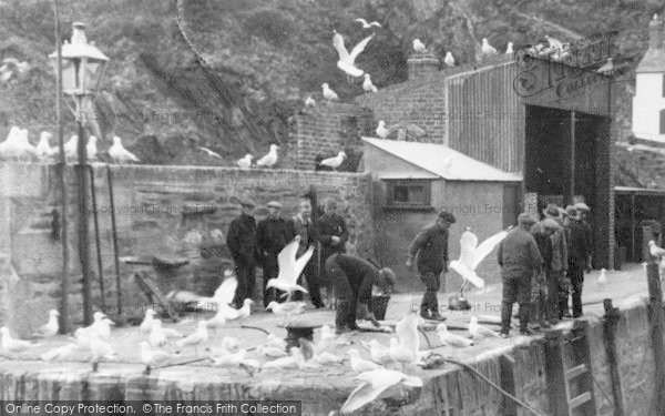 Photo of Polperro, Seagulls Scavenging The Catch c.1955