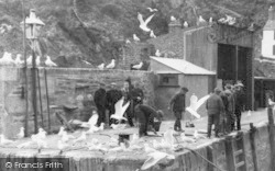 Seagulls Scavenging The Catch c.1955, Polperro