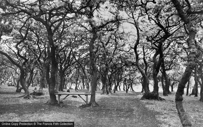 Photo of Pontarddulais, Coedbach Park, The Woods c.1945