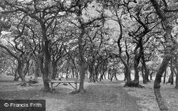 Coedbach Park, The Woods c.1945, Pontarddulais