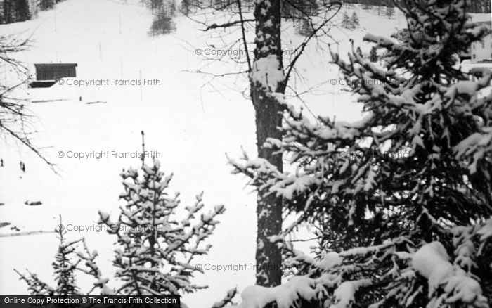 Photo of Pontresina, Snowy Trees c.1937