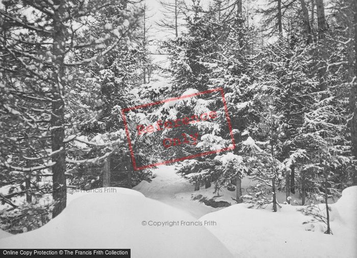 Photo of Pontresina, Snowy Trees c.1937