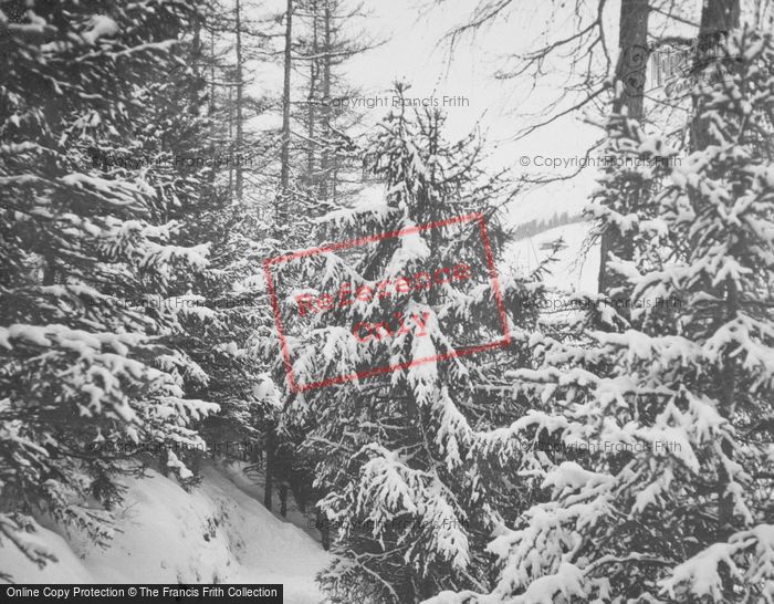 Photo of Pontresina, Snowy Trees c.1937