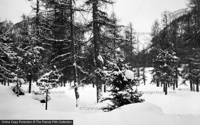 Photo of Pontresina, Snowy Trees c.1937