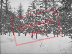 Snowy Trees c.1937, Pontresina