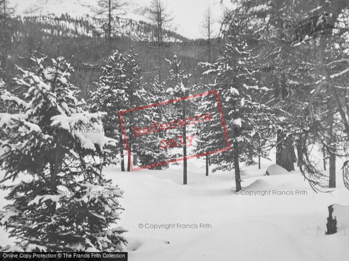 Photo of Pontresina, Snowy Woods c.1937