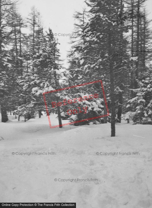 Photo of Pontresina, Snowy Woods c.1937