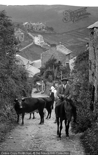 Photo of Port Isaac, Farmer And Cows 1920