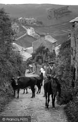 Farmer And Cows 1920, Port Isaac