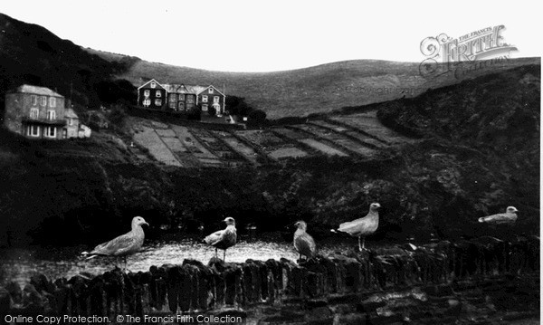 Photo of Port Isaac, Sea Gulls c.1955