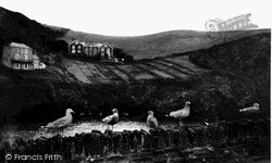 Sea Gulls c.1955, Port Isaac