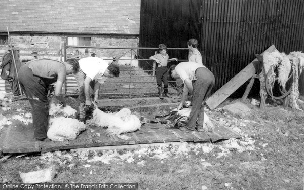 Photo of Porthmadog, Sheep Shearing c.1960
