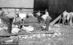 Sheep Shearing c.1960, Porthmadog