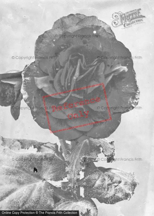Photo of Portraiture, A Rose c.1890