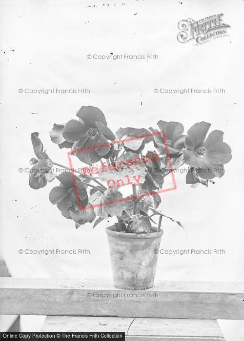 Photo of Portraiture, Flowers c.1895