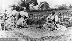 Sheep Shearing At Oxells Farm c.1895, Preston Candover