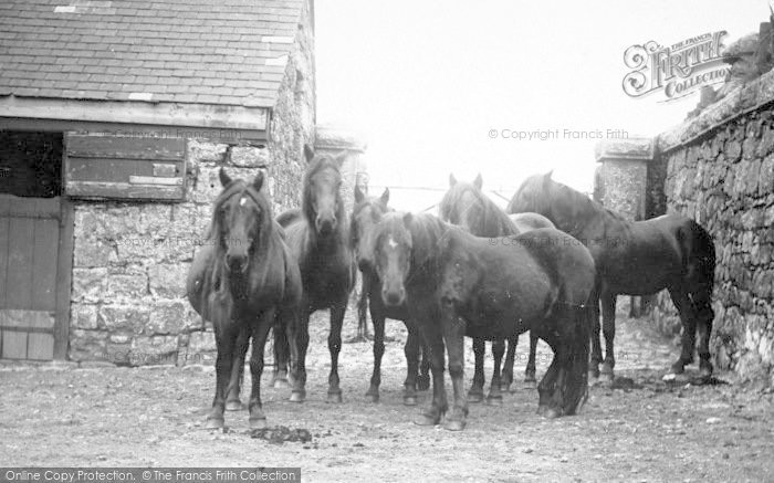 Photo of Princetown, Dartmoor Ponies c.1890