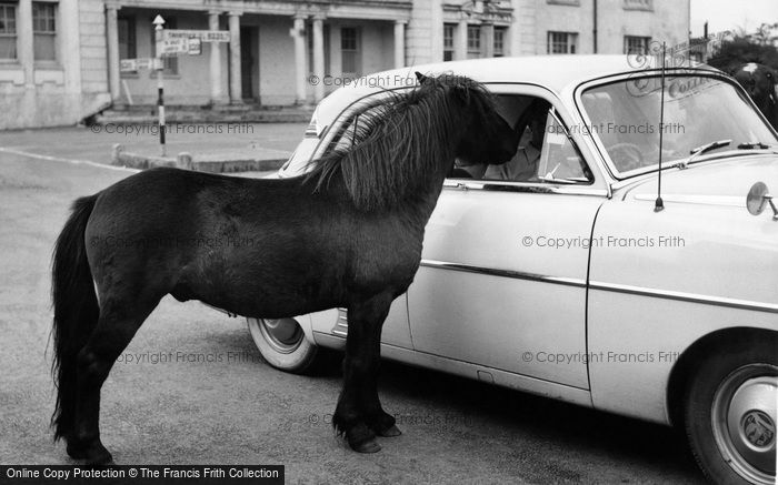 Photo of Princetown, Dartmoor Pony c.1960