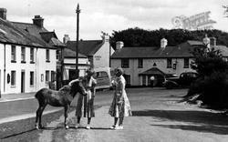 Foal On The Green c.1955, Princetown
