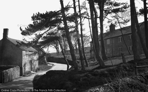 Photo of Puncknowle, The Pine Clump 1939