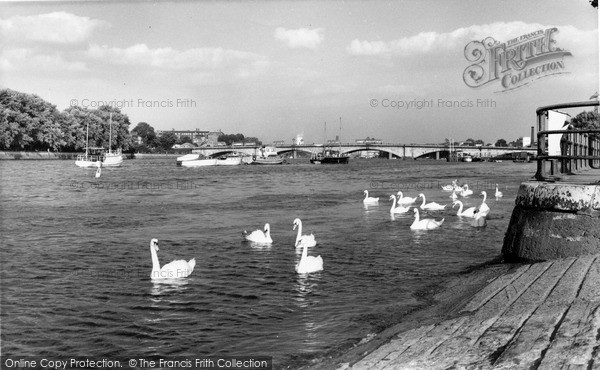 Photo of Putney, Swans On The River Thames c.1960