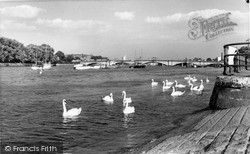 Swans On The River Thames c.1960, Putney