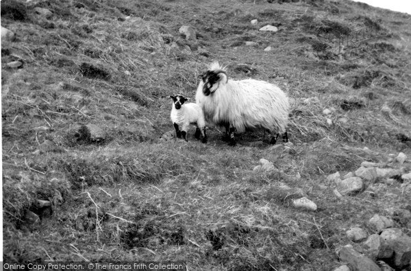 Photo of Raasay, Sheep And Lamb 1962