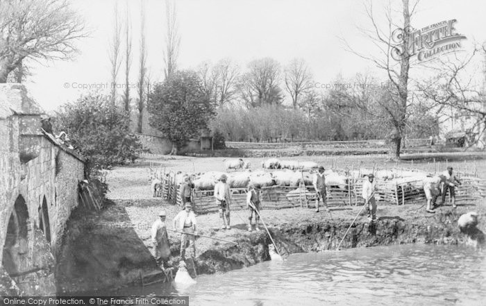 Photo of Radcot, Sheep Dipping In The River Thames c.1880